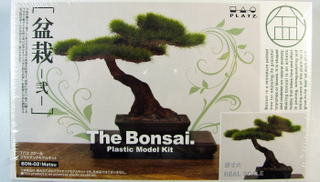Bonsai 2 - Platz