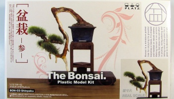 Bonsai 3 - Platz